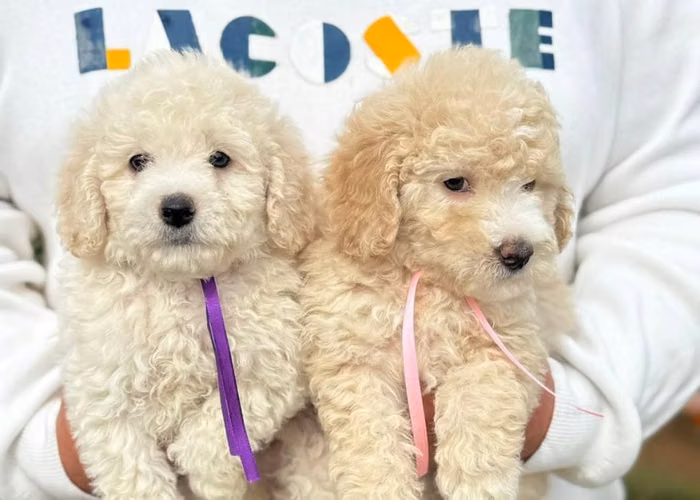 French Poodle Mini - Imagen 5