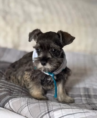 Hermosos Schnauzer Black y Sal Pimienta