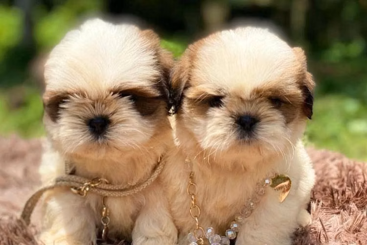 Bellos Cachorros Shitzu