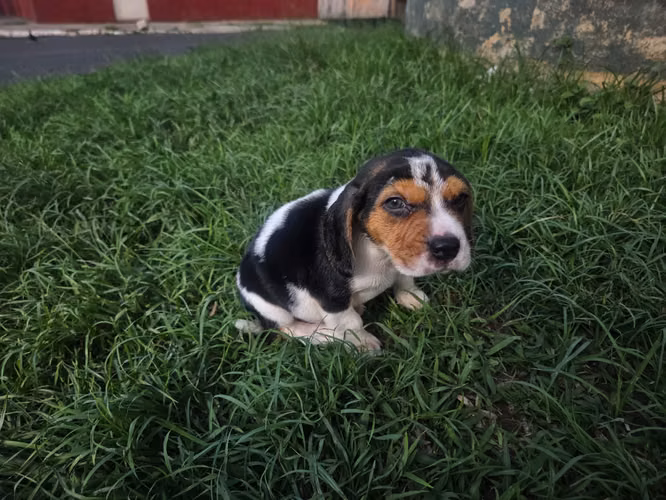 Beagle tricolor - Imagen 4