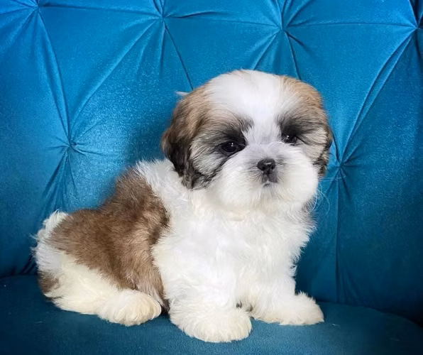 Lindos Cachorros Shitzu - Imagen 4