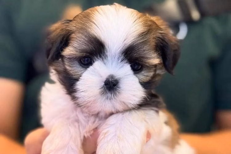 Cachorros Shitzu Shihtzu