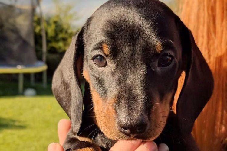 Dachshund Salchicha