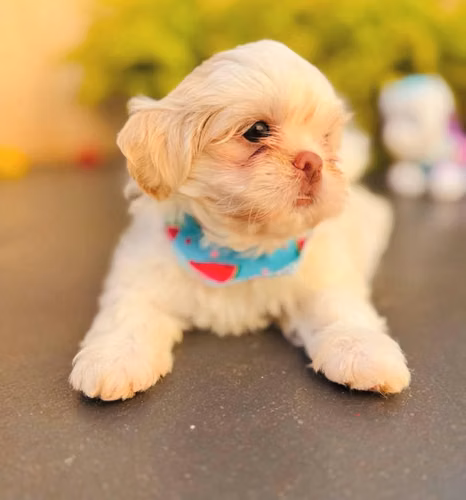 Shitzu Pink Shihtzu - Imagen 6