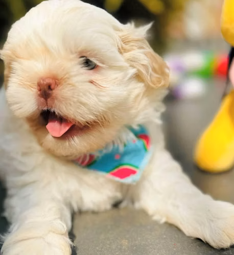 Shitzu Pink Shihtzu - Imagen 8