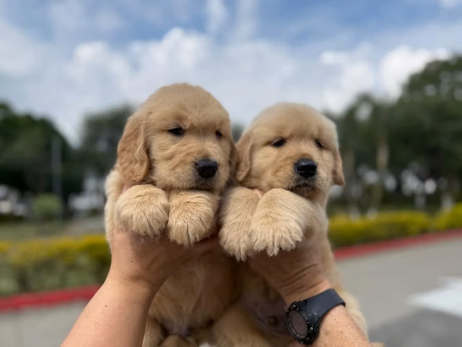 Golden Retriever Legítimos Microchip y Registro