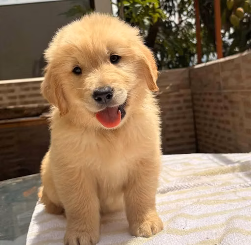 Golden Retriever - Imagen 3
