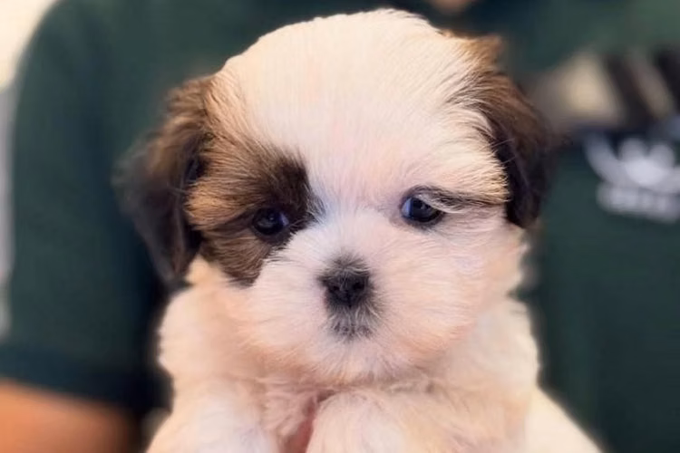Hermosos Cachorros Shitzu