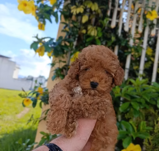 Caniche Toy Rojo (French Poodle)