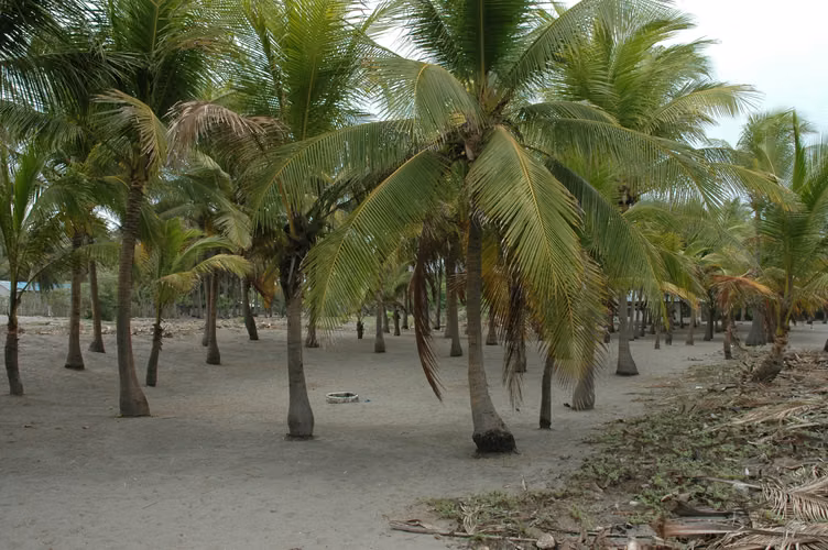 Terreno Frente al Mar con Chalet en Venta – Playa de Tulate, Retalhuleu. - Imagen 17
