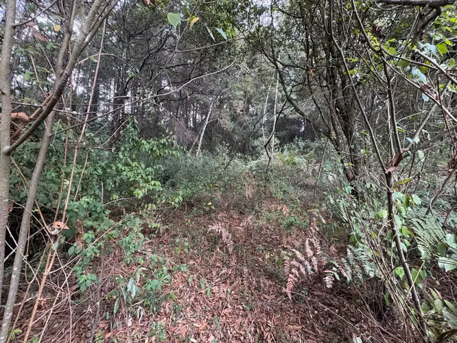 Terreno en Km 16 Carretera a El Salvador - Imagen 5