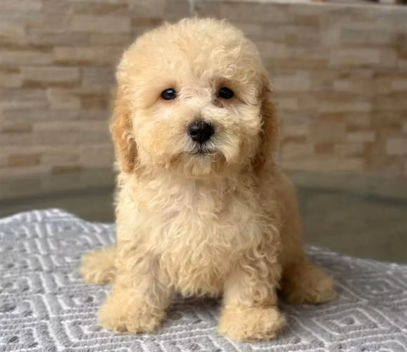 Cachorra French Poodle - Imagen 2