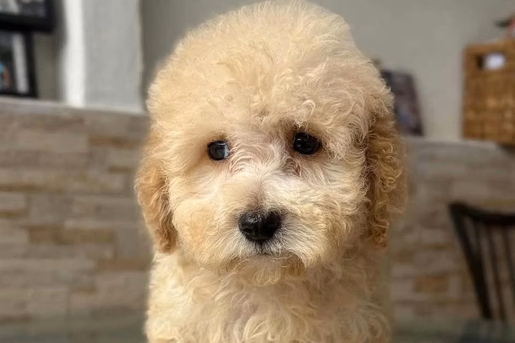 Cachorra French Poodle