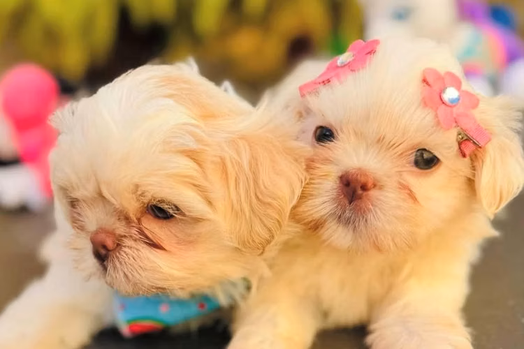 Lindos Shitzu Pink Shihtzu