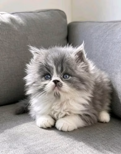GATO PERSA