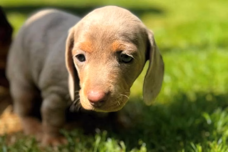 Dachshund Salchichas Lilac an tan