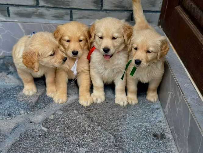 Golden retriever - Imagen 4