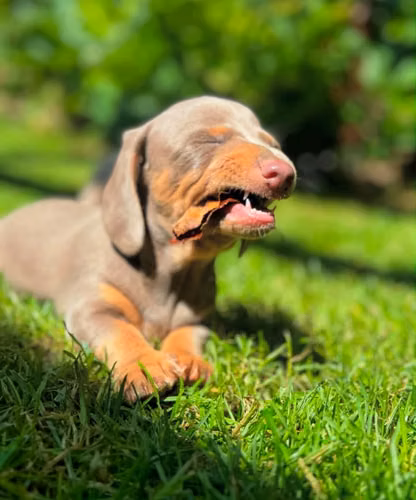 Dachshund salchicha Lilac & tan - Imagen 3