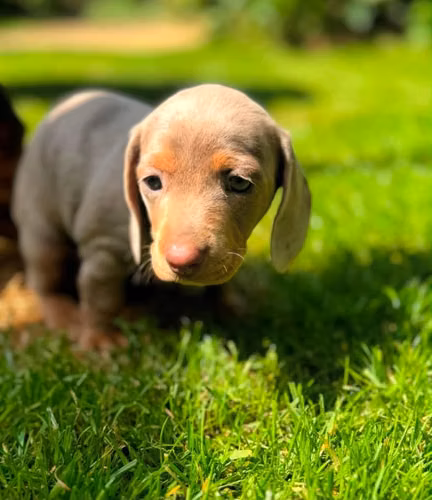Dachshund salchicha Lilac & tan