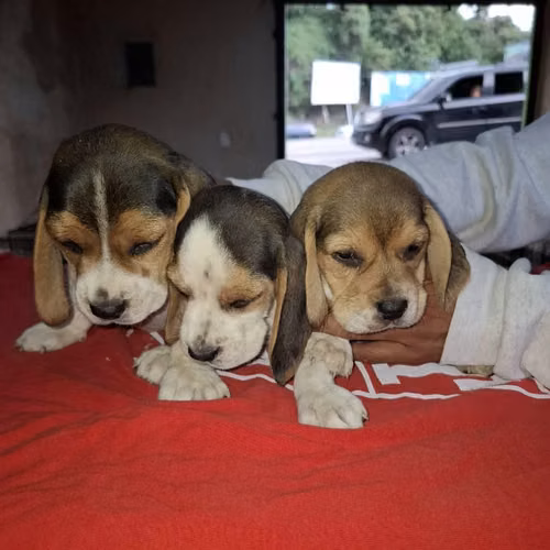 BEAGLES TRICOLOR (HEMBRAS)