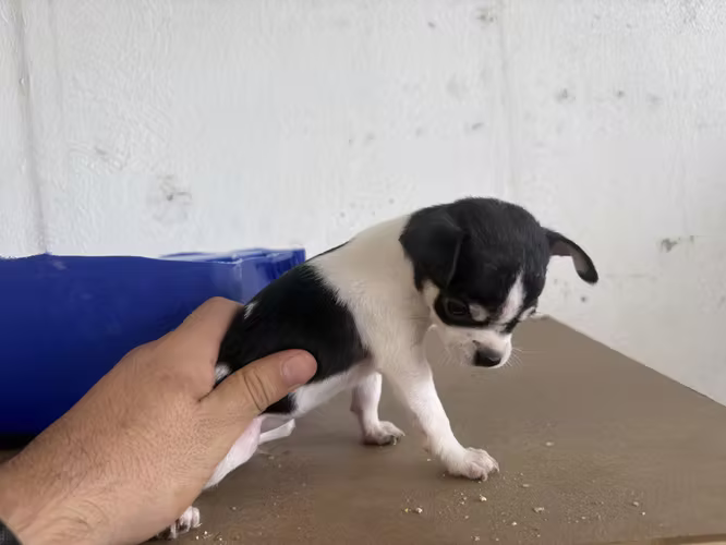 Hermosos Cachorros Chihuahuas Cabeza de manzana