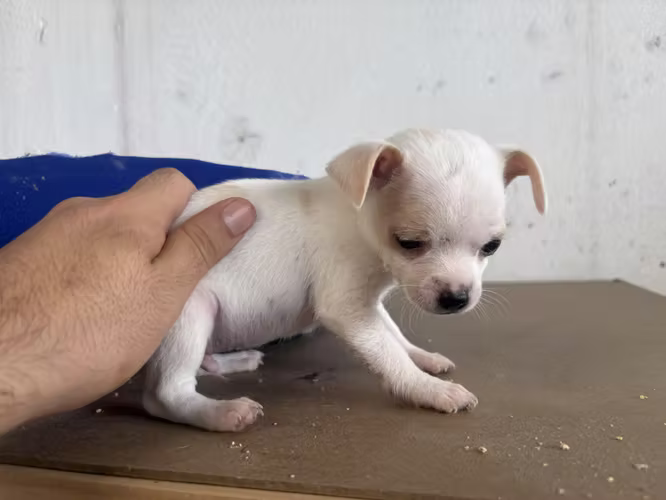 Hermosos Cachorros Chihuahuas Cabeza de manzana