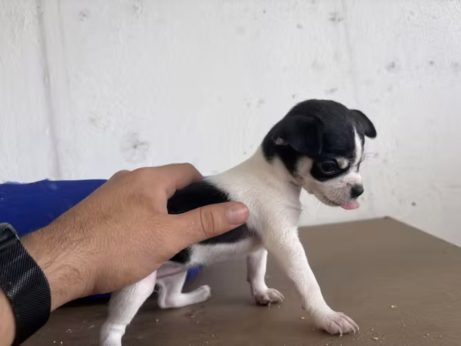 Hermosos Cachorros Chihuahuas Cabeza de manzana