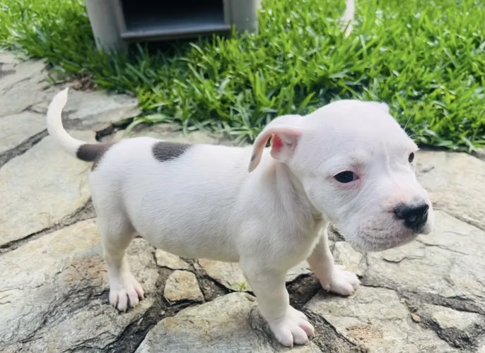  ¡Se venden hermosos cachorros Pitbull!  - Imagen 3