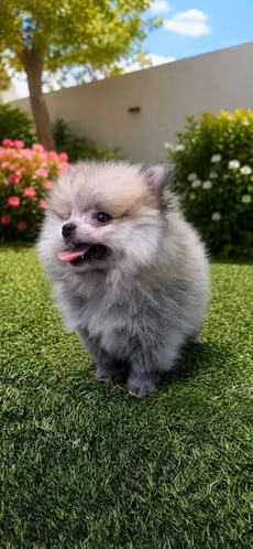 POMERANIA