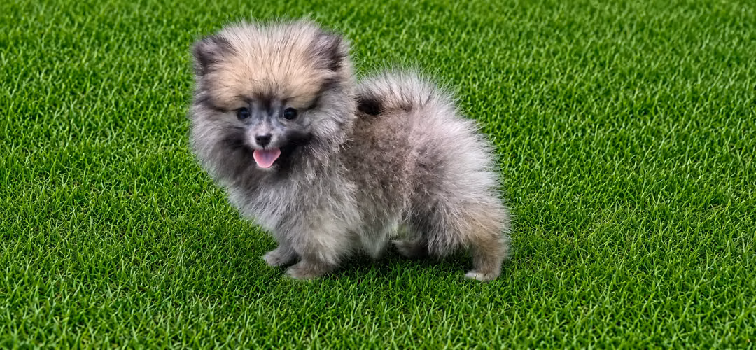 POMERANIA - Imagen 8