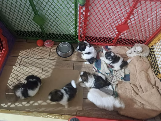 Legítimos cachorros SHITZU - Imagen 5