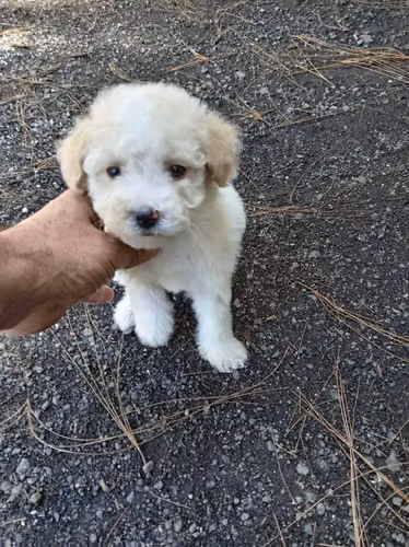 French mini lindos cachorritos