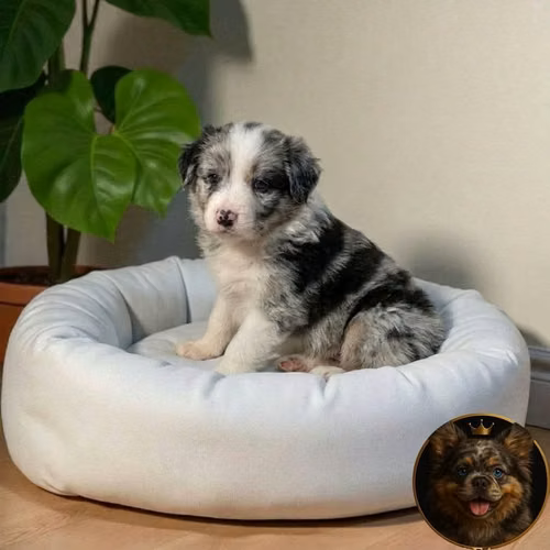 Border Collie Merle