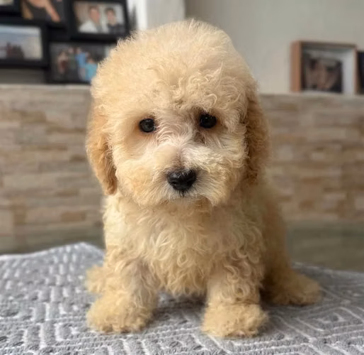 Hermosa french poodle