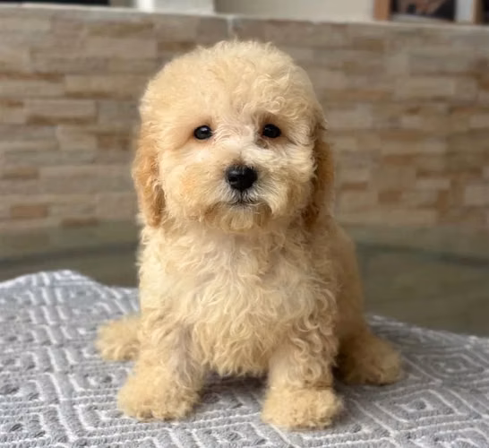 Hermosa French Poodle