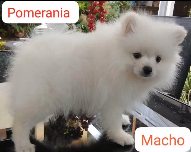 Pomerania Blanco