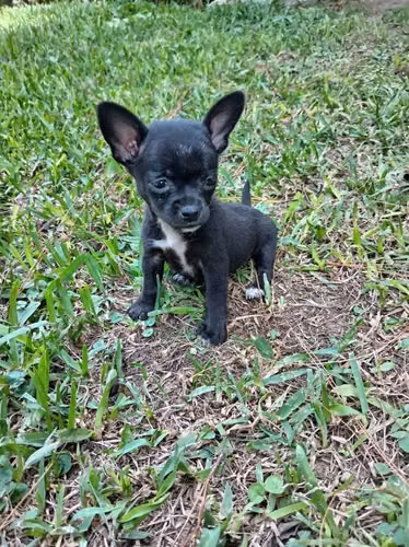 Chihuahuas mini de bolsillo - Imagen 2