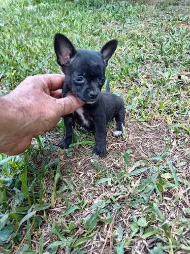 Chihuahuas mini de bolsillo