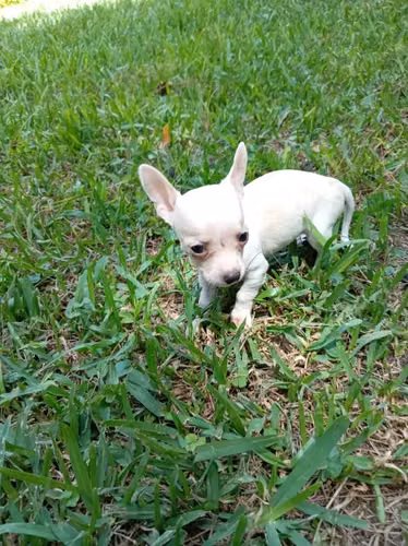 Chihuahuas mini de bolsillo - Imagen 4