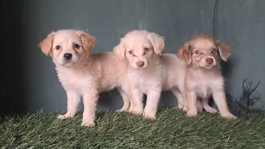 Cocker spaniel