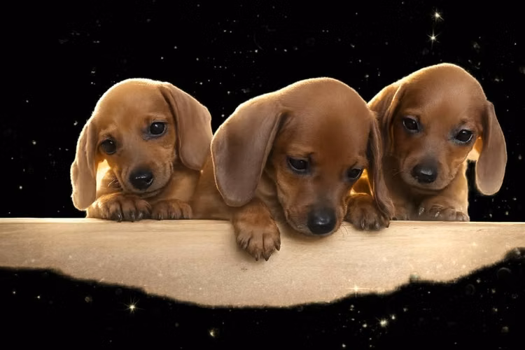 Lindos cachorros dachshun salchicha
