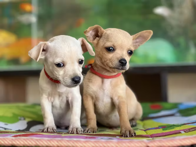 Chihuahua