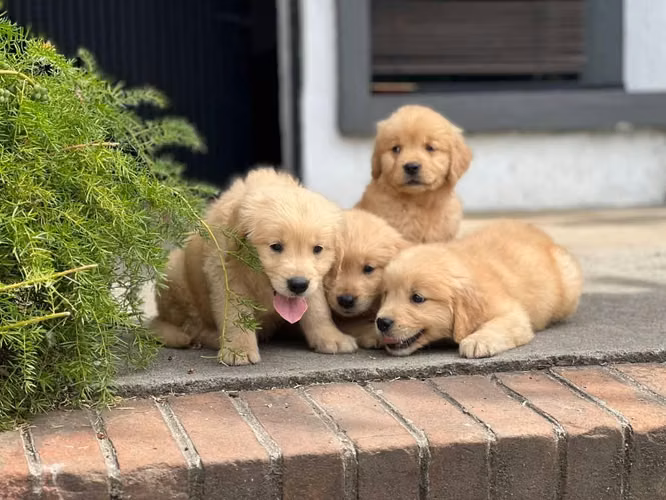Golden retriever - Imagen 3