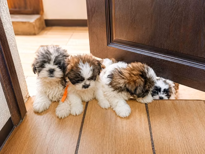 Cachorros SHITZU