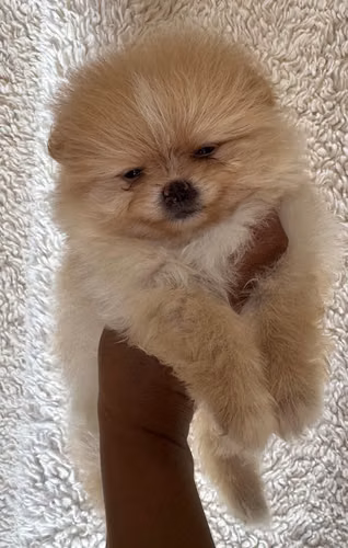 Pomerania hembra