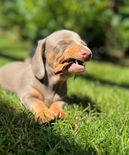 Dachshund Salchichas