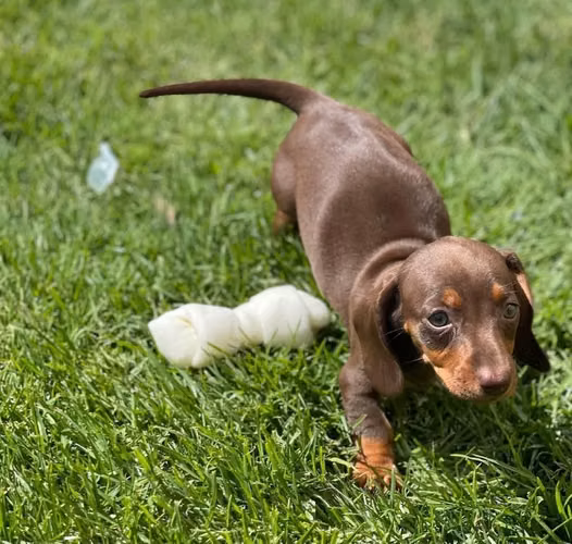 Dachshund Salchichas