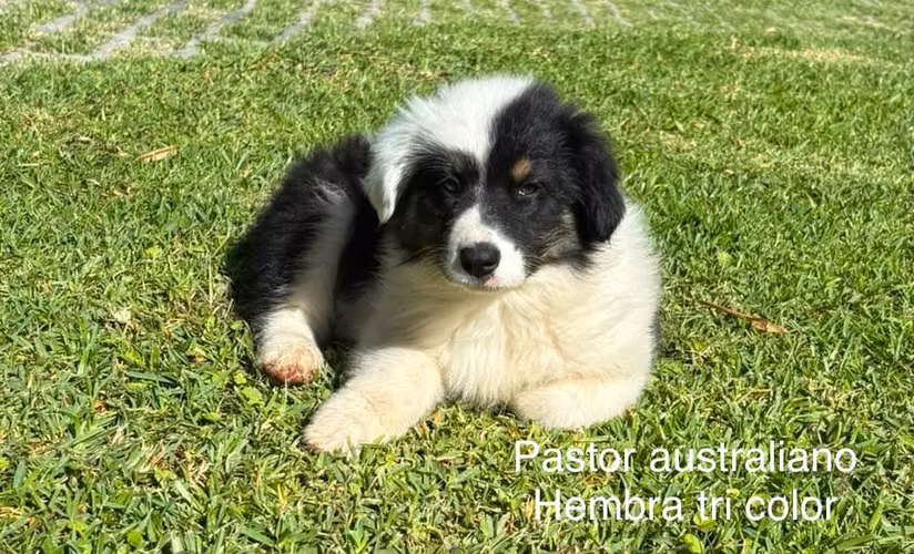Cachorros Pastor Australiano 2 meses - vacunados y desparasitados - Imagen 2