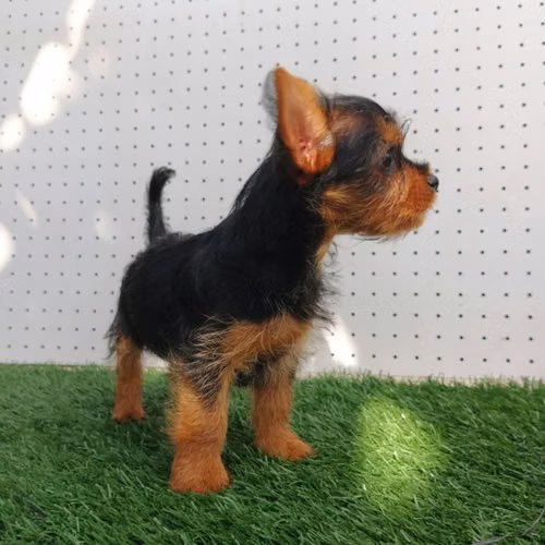 Perritos yorkie - Imagen 6