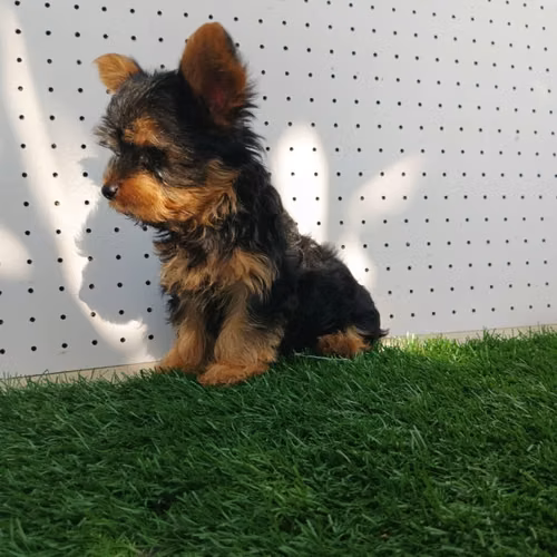 Perritos yorkie - Imagen 5